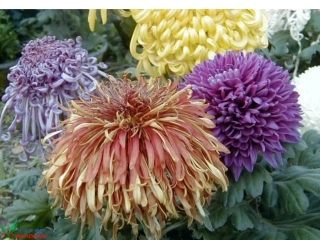菊花_古诗三首__