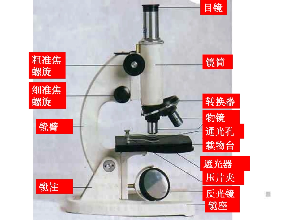 科学探究的基本方法——学习使用显微镜_第3页