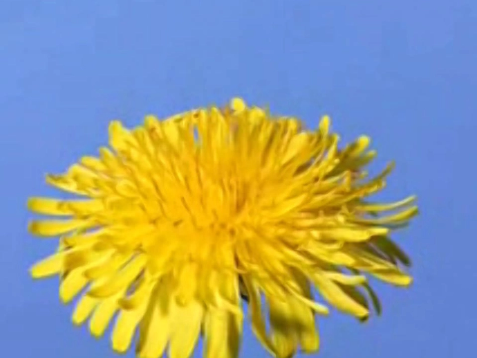 蒲公英旅行记_第3页