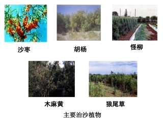 西北荒漠化治理-治沙