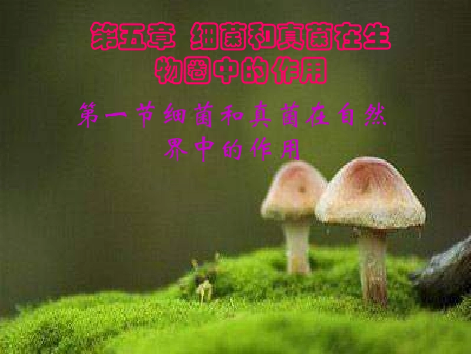 人教版生物八上第一节《细菌和真菌在自然界中的作用》课件_第1页