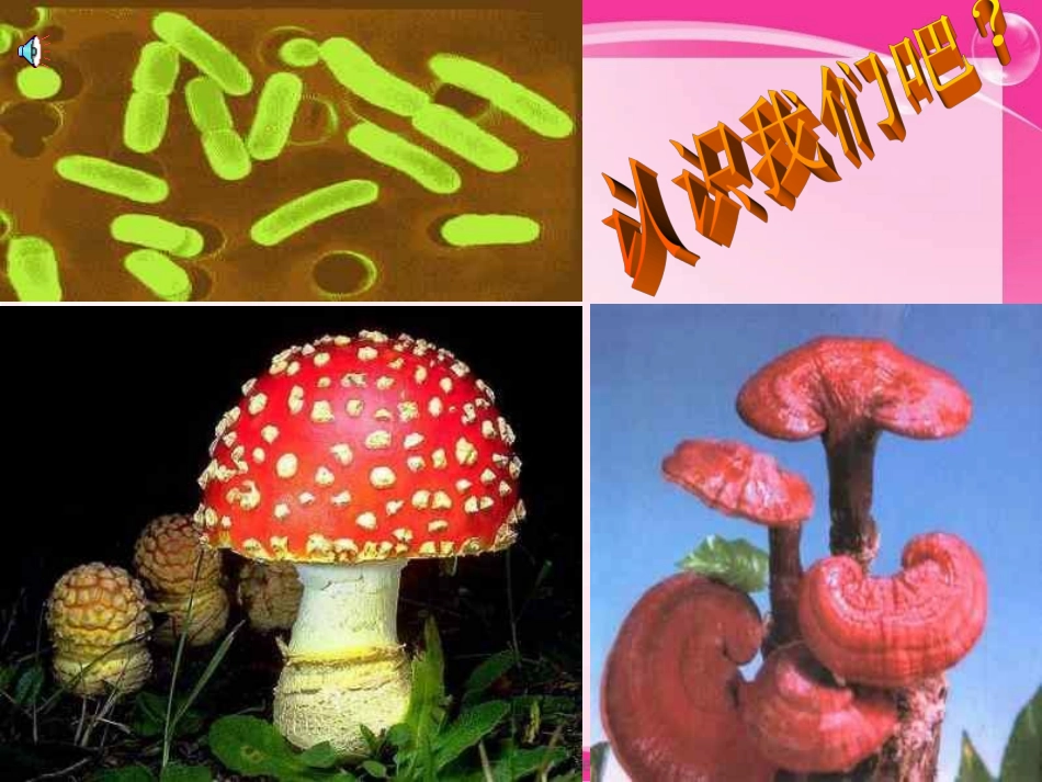 人教版生物八上第一节《细菌和真菌在自然界中的作用》课件_第2页
