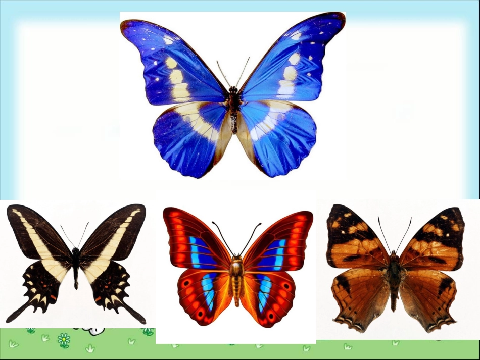 《轴对称图形》课件_第3页