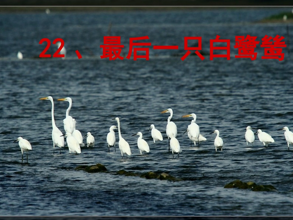最后一只白鹭鸶课件_第2页
