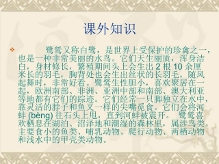 最后一只白鹭鸶课件