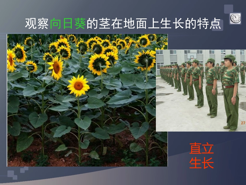 各种各样的茎_第2页