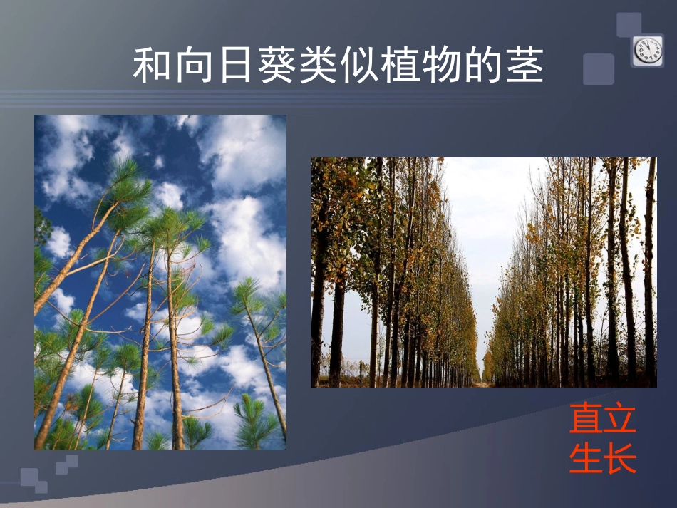 各种各样的茎_第3页