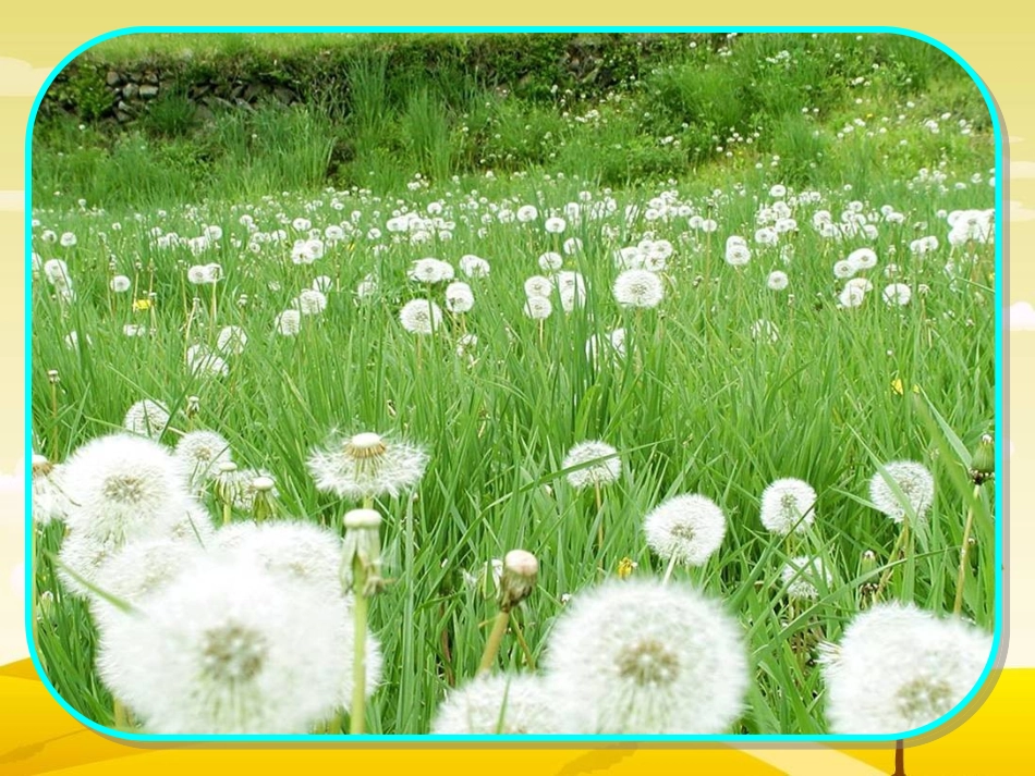 三上《蒲公英》课件_第1页