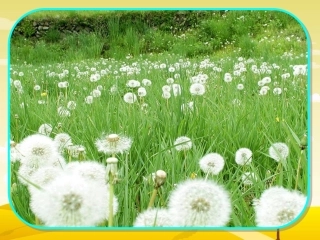 三上《蒲公英》课件