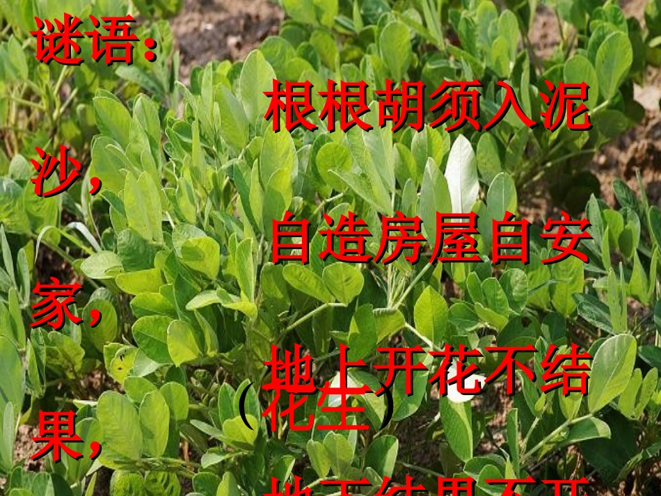 人教版五年级上册《落花生》_第1页