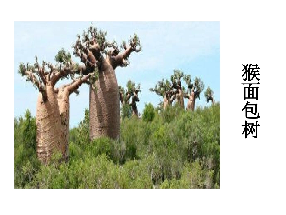 会走路的树定稿_第2页
