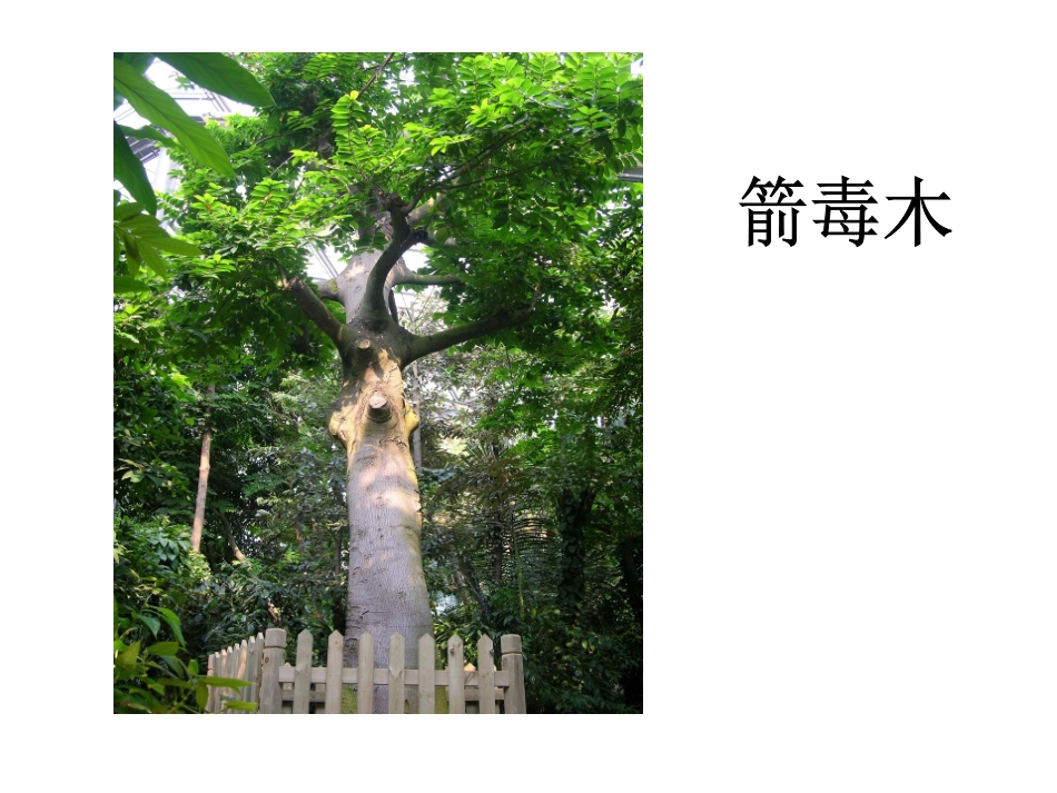 会走路的树定稿_第3页