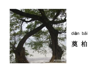 会走路的树定稿