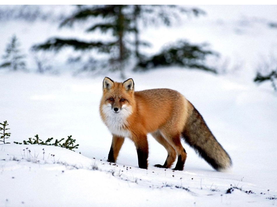 礼仪不抚摸小动物_第2页