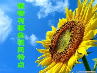 三上植物有哪些相同特点（江艺）