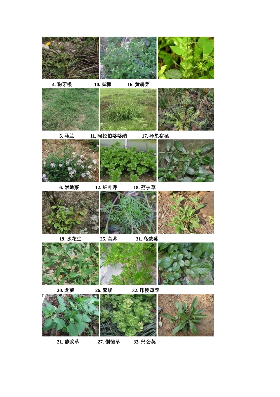 【生态实验】常见草本植物图_第2页