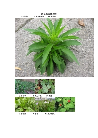 【生态实验】常见草本植物图