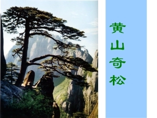 黄山奇松课件