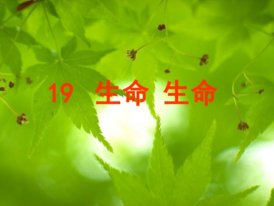 生命生命(高效课堂公开课）_第3页