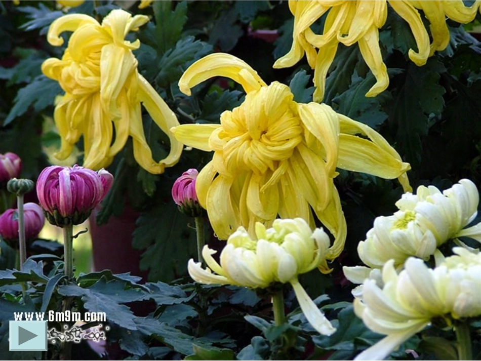 冒国云《看菊花》课件_第2页