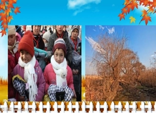 冒国云《看菊花》课件