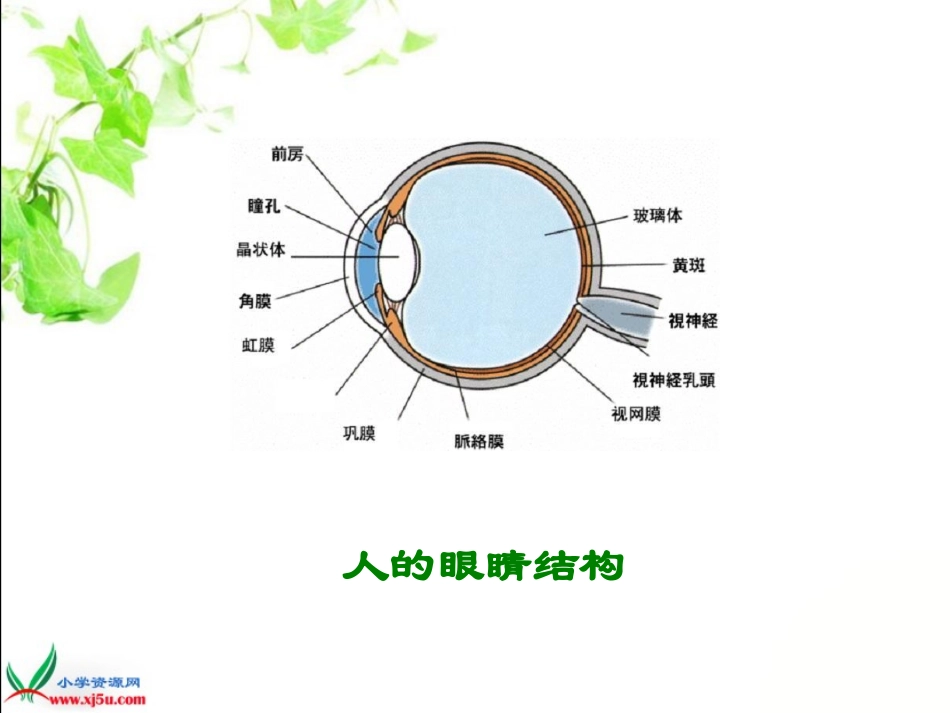 《永生的眼睛》(完整版)_第1页