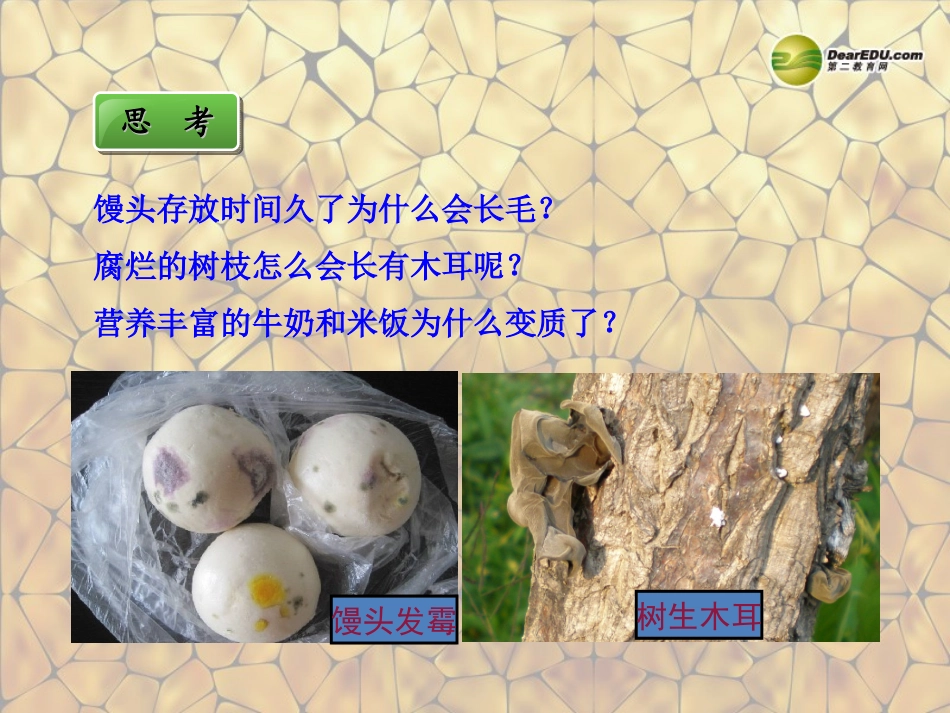 八年级生物上册-第五单元-第四章-第一节-细菌和真菌的分布课件-新人教版_第3页