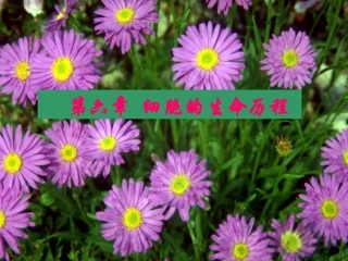 第六章细胞的生命历程复习