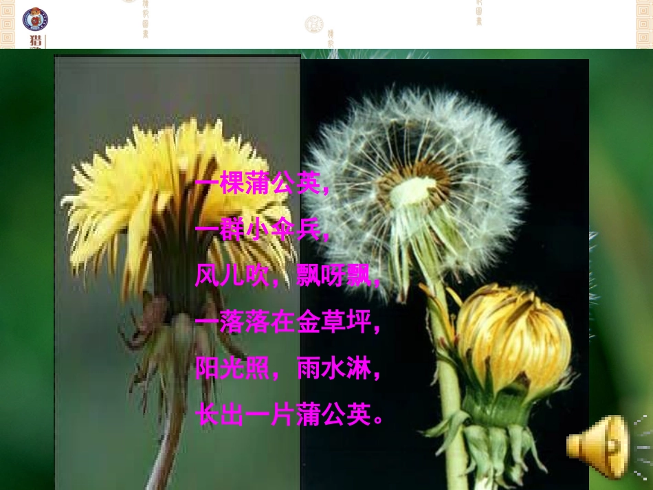 金色的草地课件_第3页