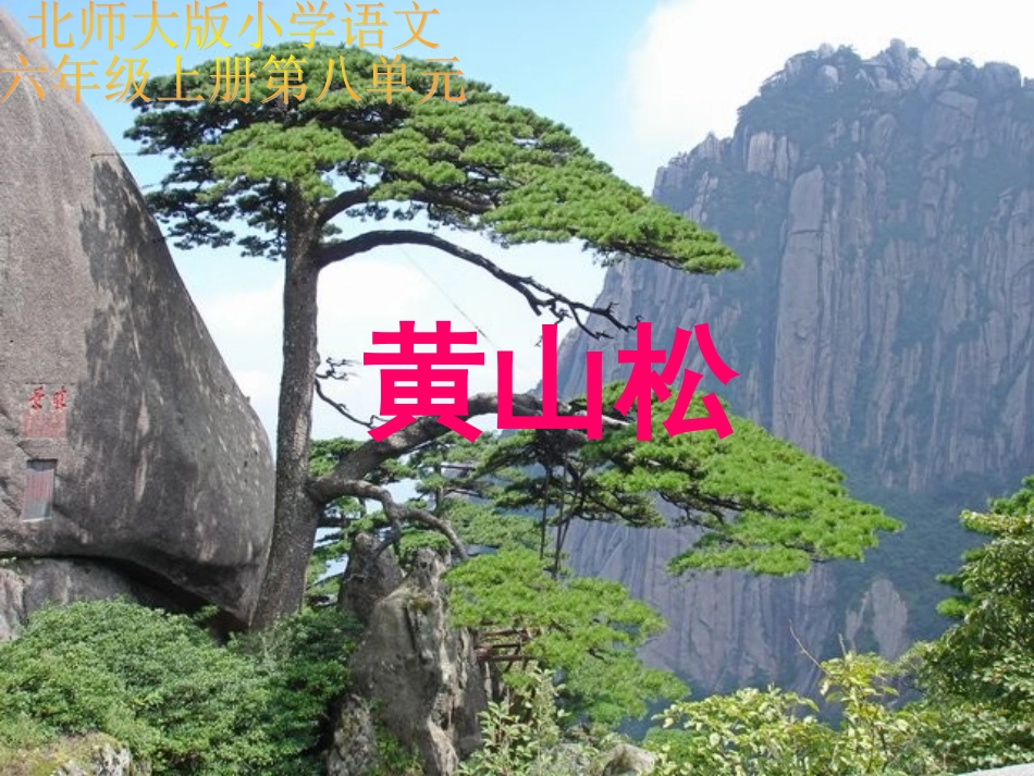 黄山松课件(北师大版六年级语文上册课件)_第1页