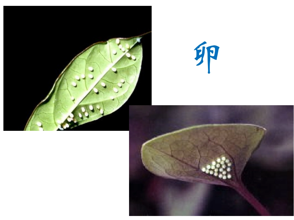 毛毛虫变蝴蝶——大班_第3页