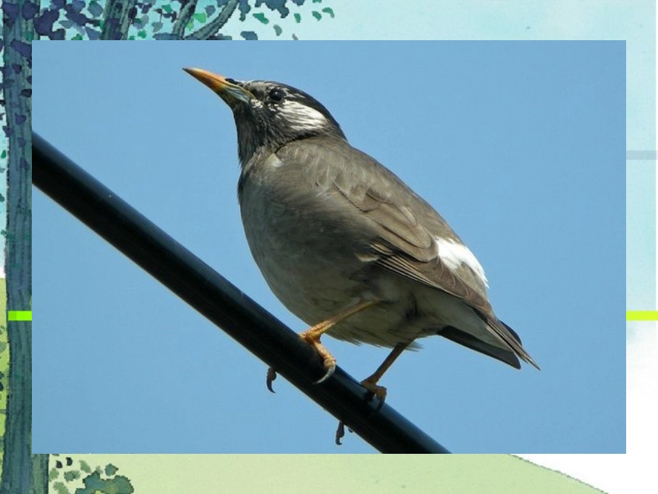 灰椋鸟（第一课时）_第2页