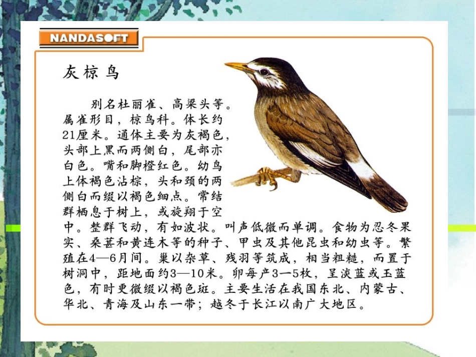 灰椋鸟（第一课时）_第3页