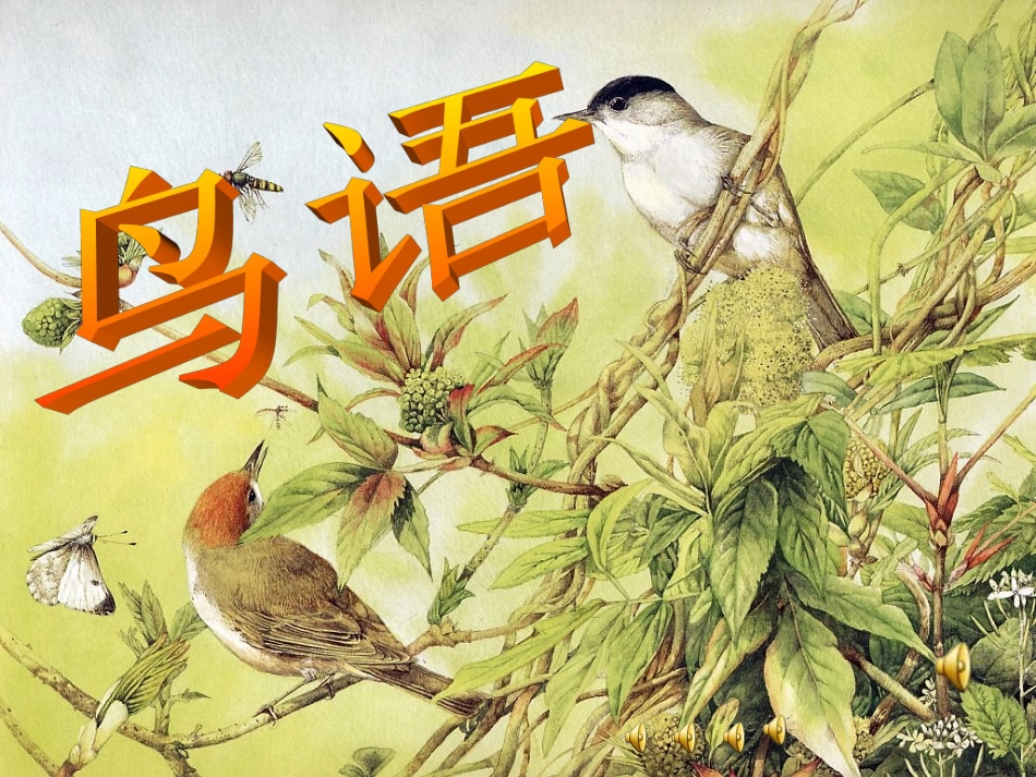 《鸟语》课件_第1页