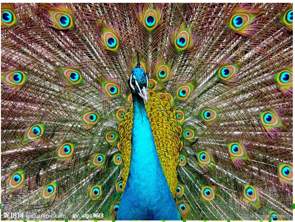 课件动物的花衣裳修正版_第3页