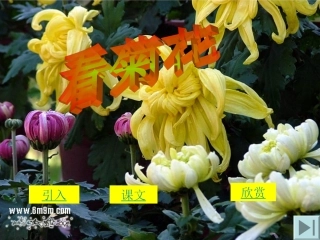 一年级《看菊花》课件(孙四妹)