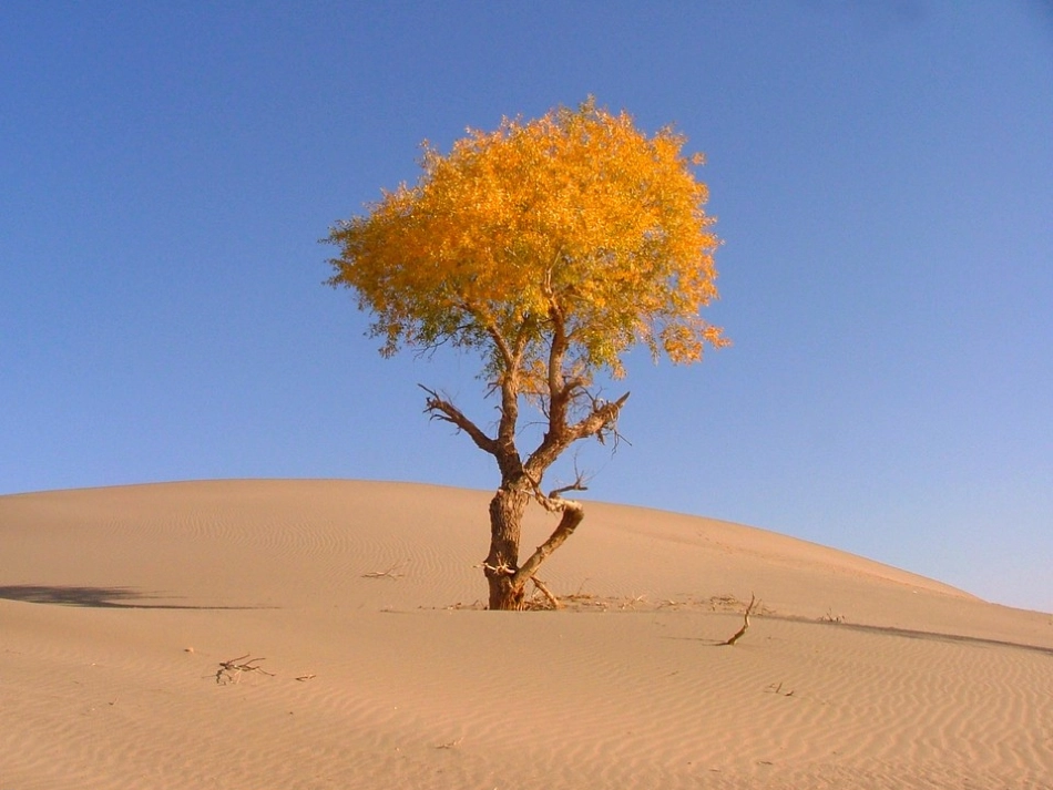 《西风胡杨》课件_第2页