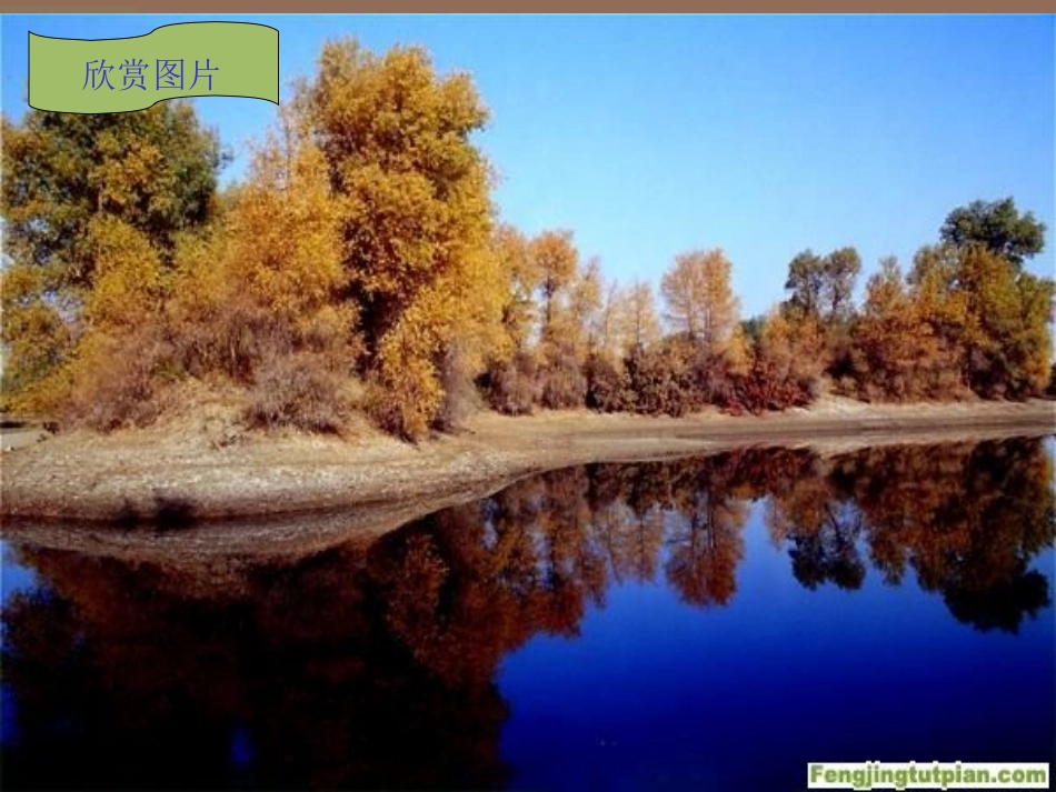 《西风胡杨》课件_第3页