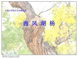 《西风胡杨》课件