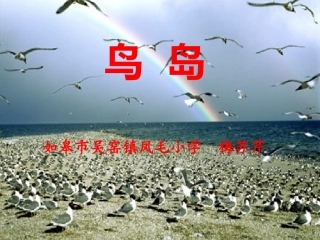 鸟岛_第二课时