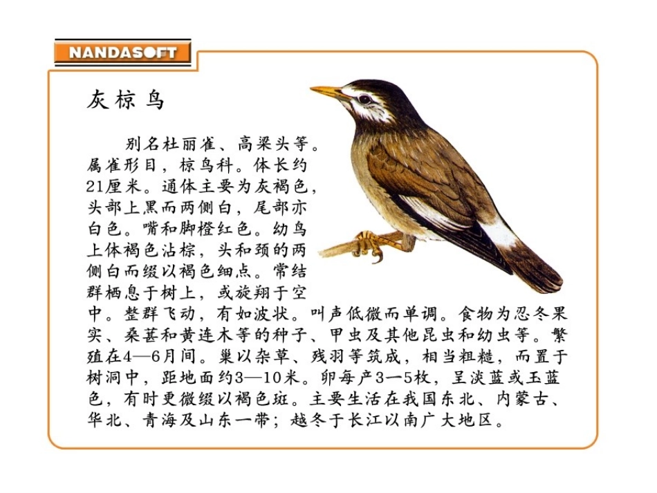 《灰椋鸟》PPT课件(毛)_第2页