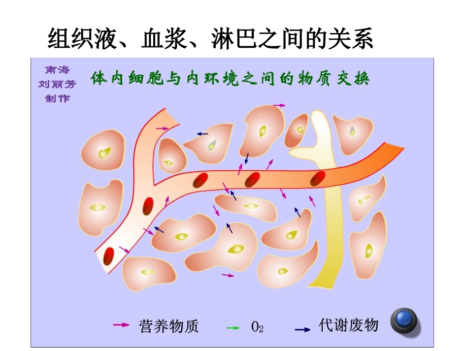 人体的内环境与稳态课件(复习)_第3页