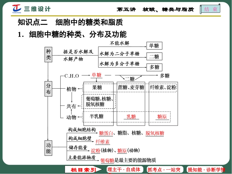 第五讲核酸、糖类与脂质_第3页