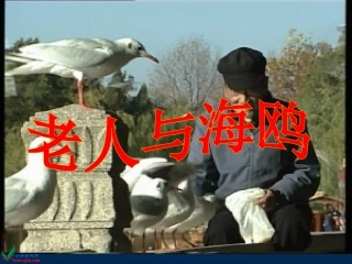 六年级语文上册课件老人与海鸥精华课件