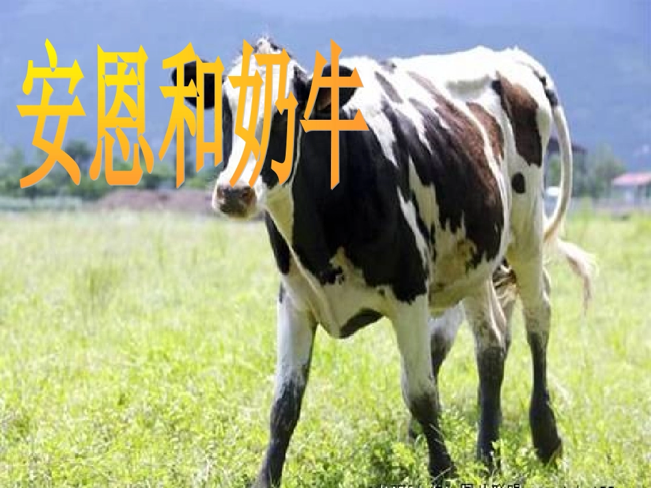安恩和奶牛课件_第1页