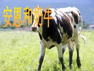 安恩和奶牛课件