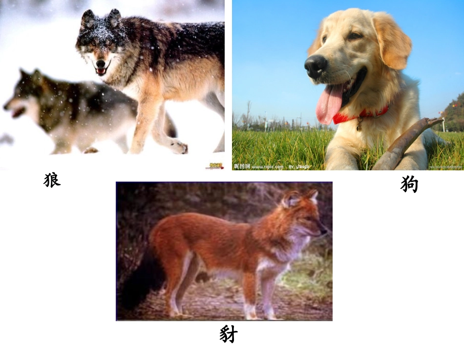 《第七条猎狗》阅读交流_第3页