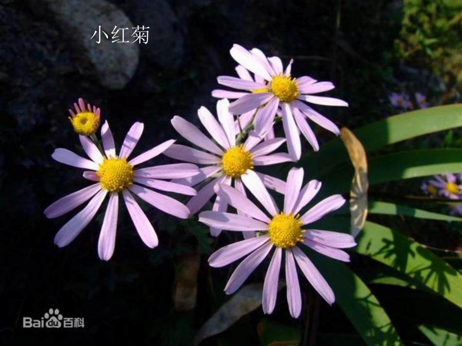 幼儿园绘画课件菊花_第2页