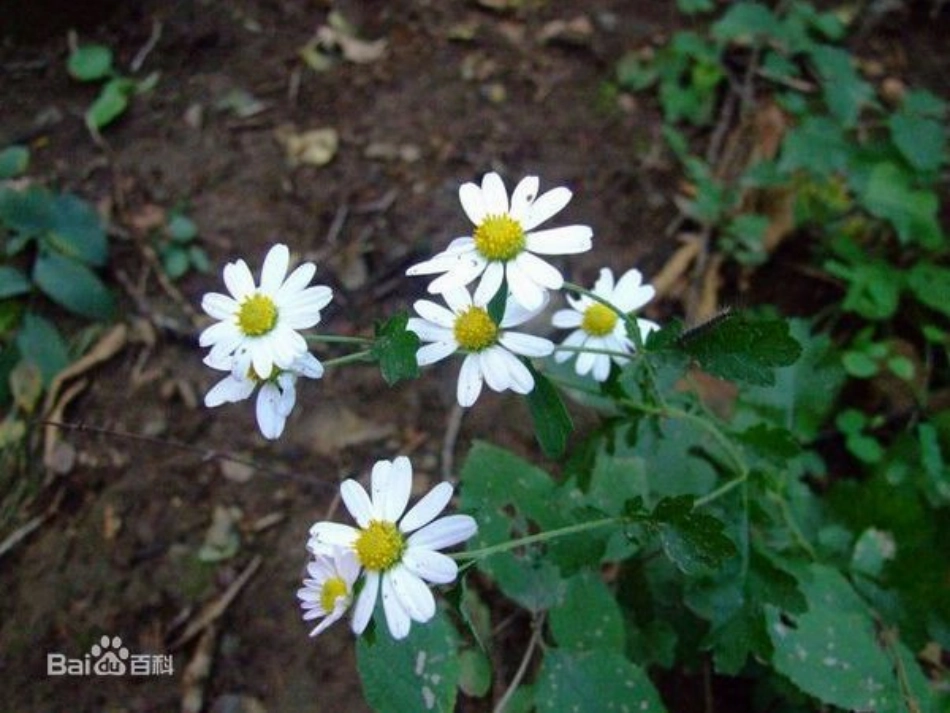 幼儿园绘画课件菊花_第3页