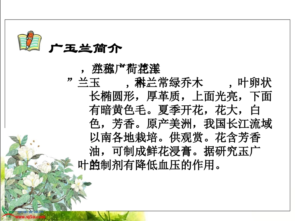《广玉兰》PPT课件(苏教版六年级语文下册课件)_第3页